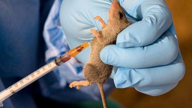 GHS monitoring 56 contacts following Lassa fever outbreak