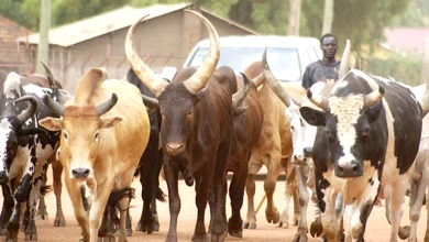 Upper East Region: Movement of cattle and others banned over anthrax outbreak