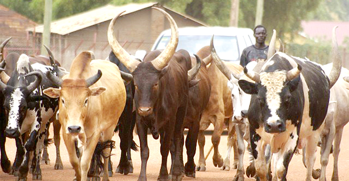 Upper East Region: Movement of cattle and others banned over anthrax outbreak