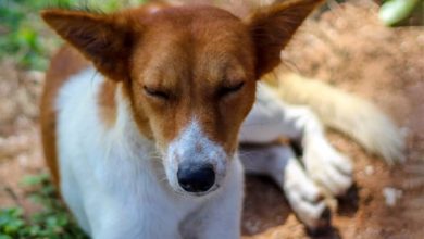 Two die in Ashanti Region due to rabies