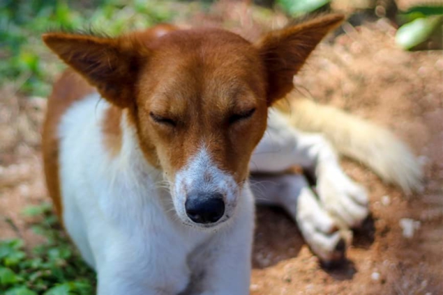 Two die in Ashanti Region due to rabies