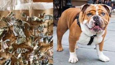 Hungry dog chews owner’s $4000 cash kept in an envelope to pay a contractor