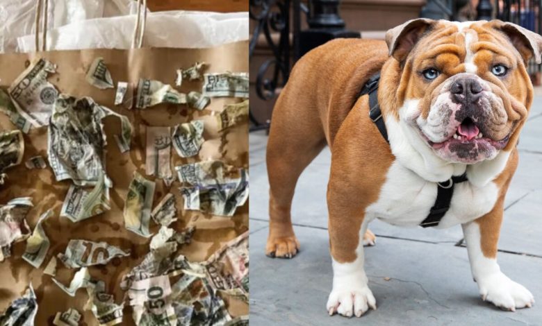 Hungry dog chews owner’s $4000 cash kept in an envelope to pay a contractor